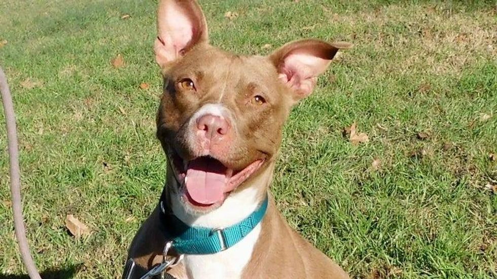 Kit Kat @ Austin Humane Society 4/6/22