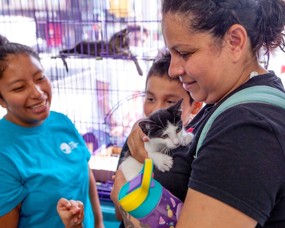Kitten at an ACC adoption event.