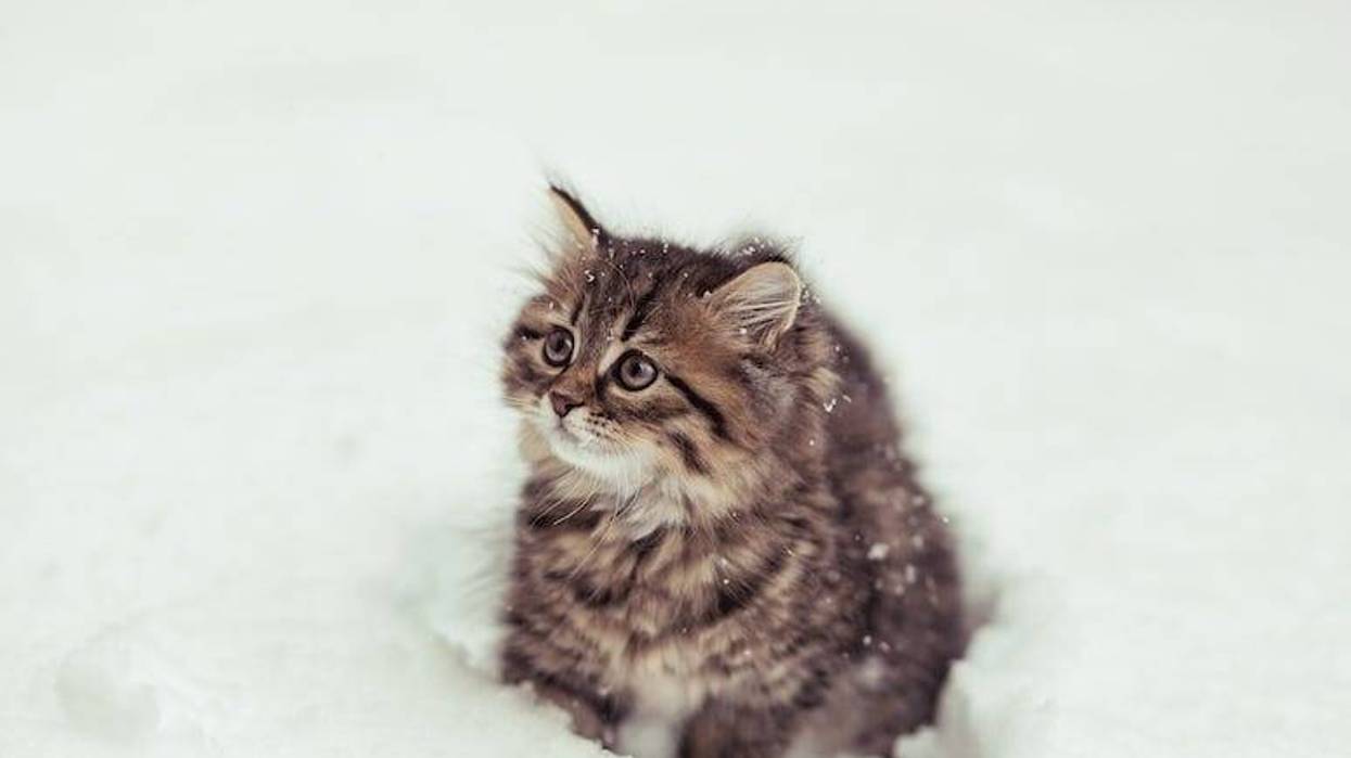 Kitten, Cat, Snow, Fluffy, Siberian cat