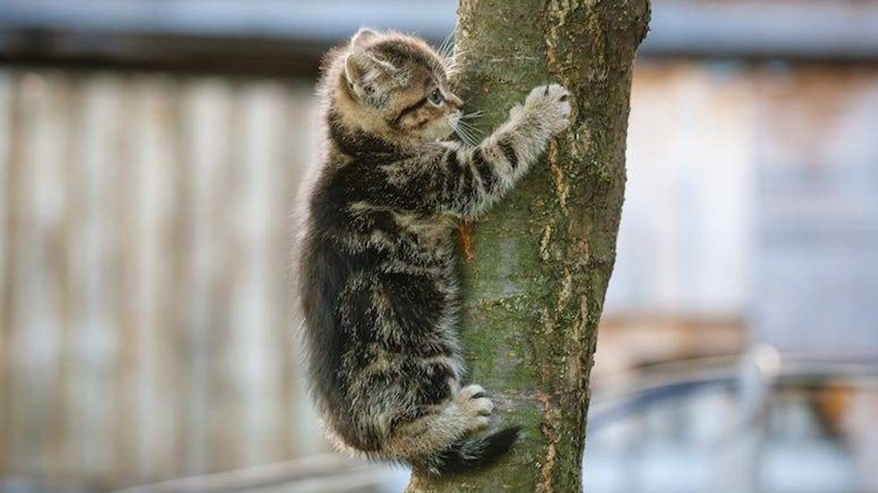Kitten clinging to tree