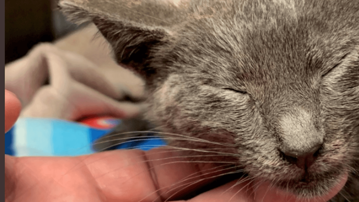 Kitten Courtesy: El Segundo Police