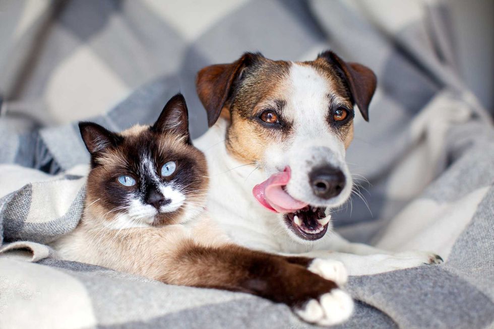 kitty and doggy