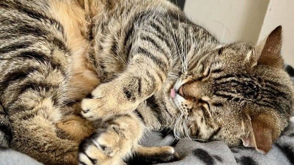 Kitty Cuddle @ Austin Humane Society 1/03/23