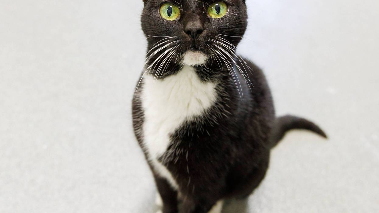 Kitty Wu at The Humane Society of North Central Florida