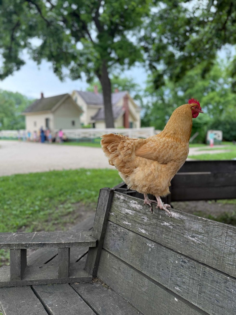 Kline Creek Farm features heritage livestock, a working windmill-powered milk tank, and shaded pastures where animals roam freely and manage heat on their own terms.