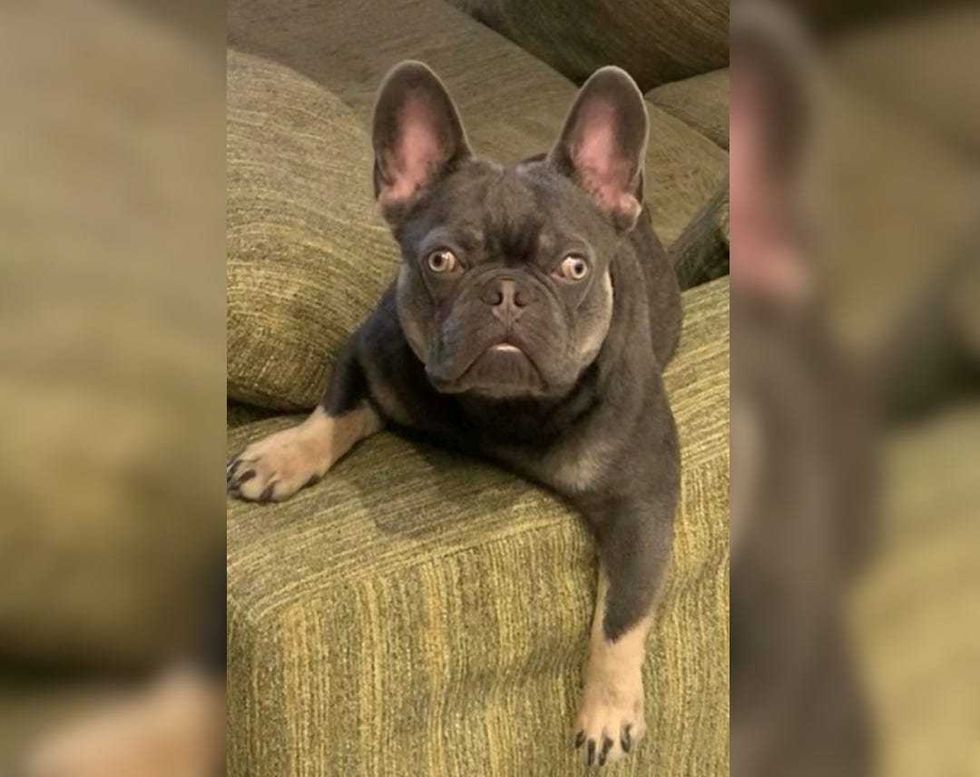 Klipse the French bulldog.