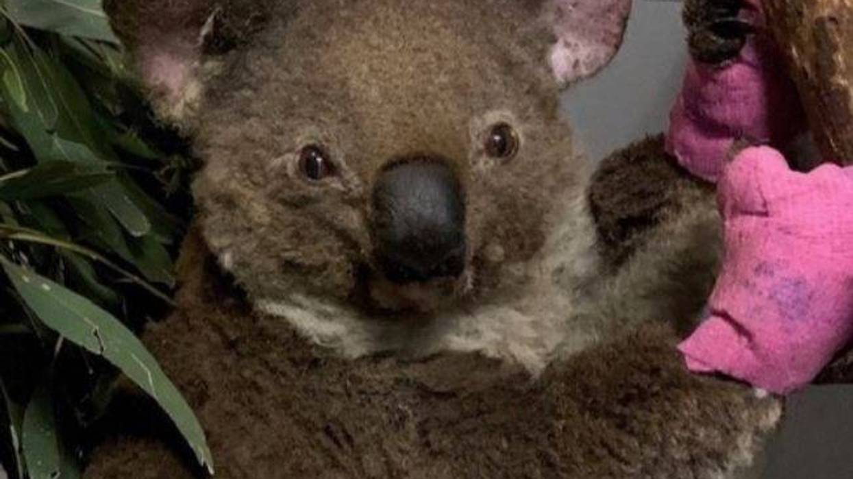 Koala rescued in Australia