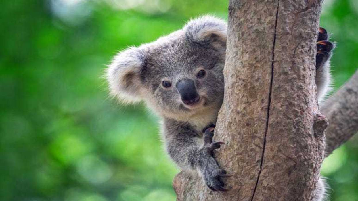 Koala