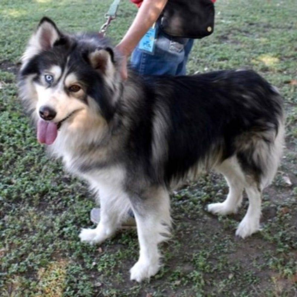 Koda @ Austin Humane Society 2/19/25