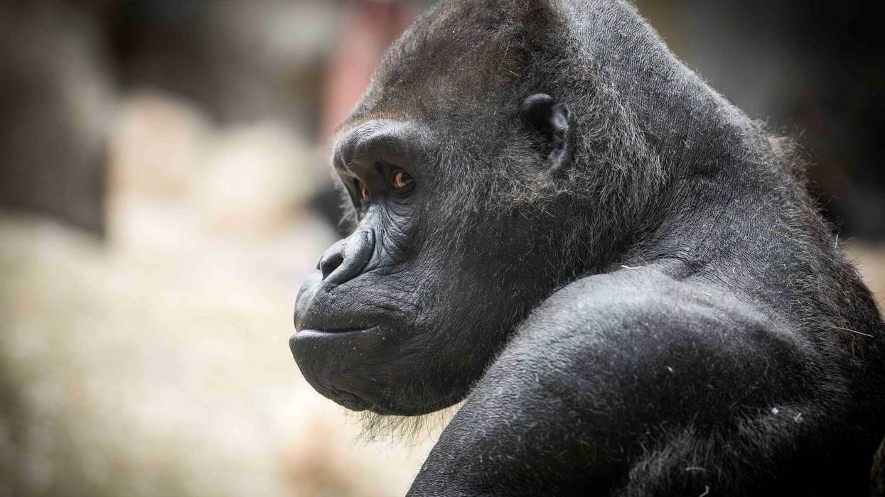 Koga, a beloved gorilla at the Buffalo Zoo, died at on Wednesday. He was 36.
