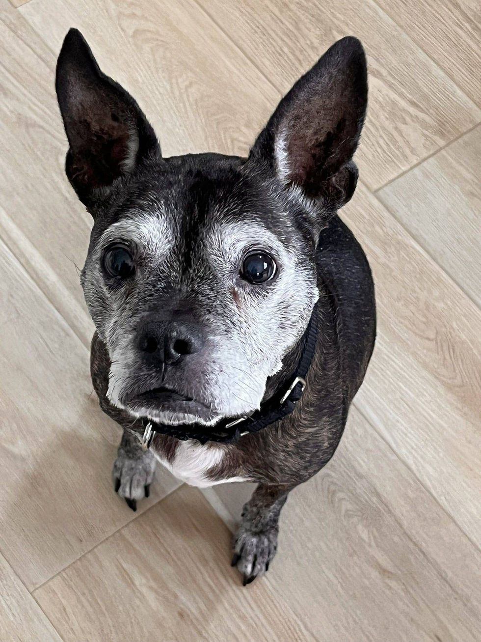 Koko the dog