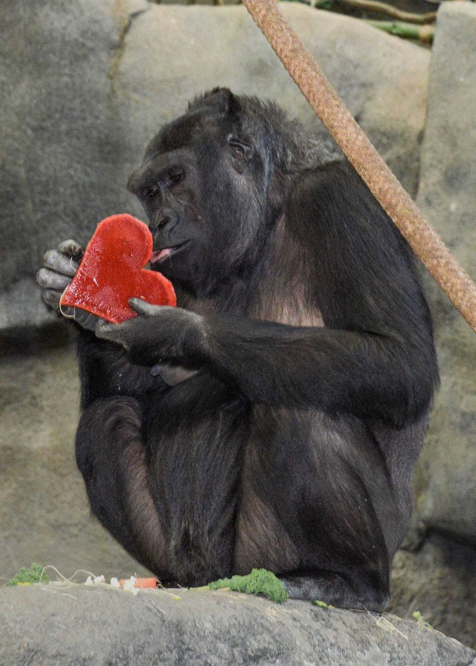 Koola, one of Brookfield Zoo