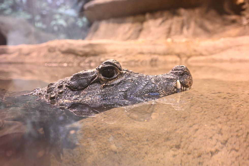 Krackle, the Brookfield Zoo's African dwarf crocodile.