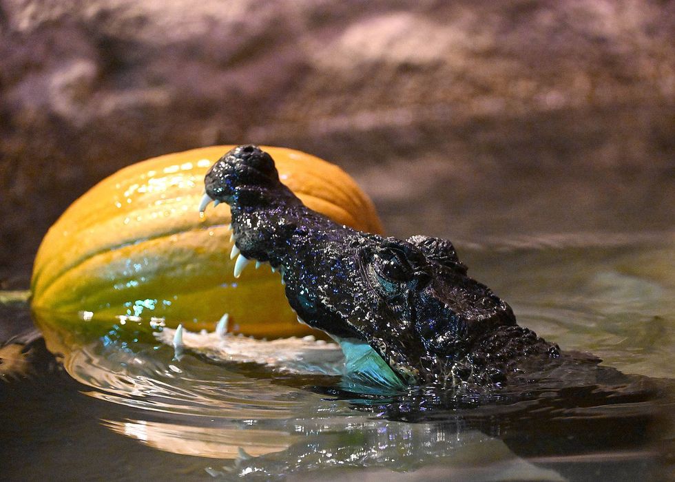 Krackle, the Brookfield Zoo's African dwarf crocodile.