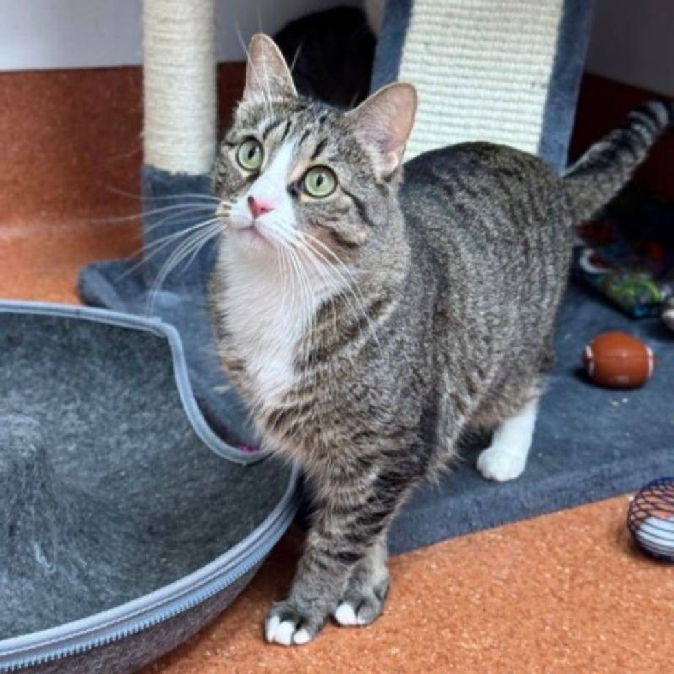 Kylo @ Austin Humane Society 3/5/25