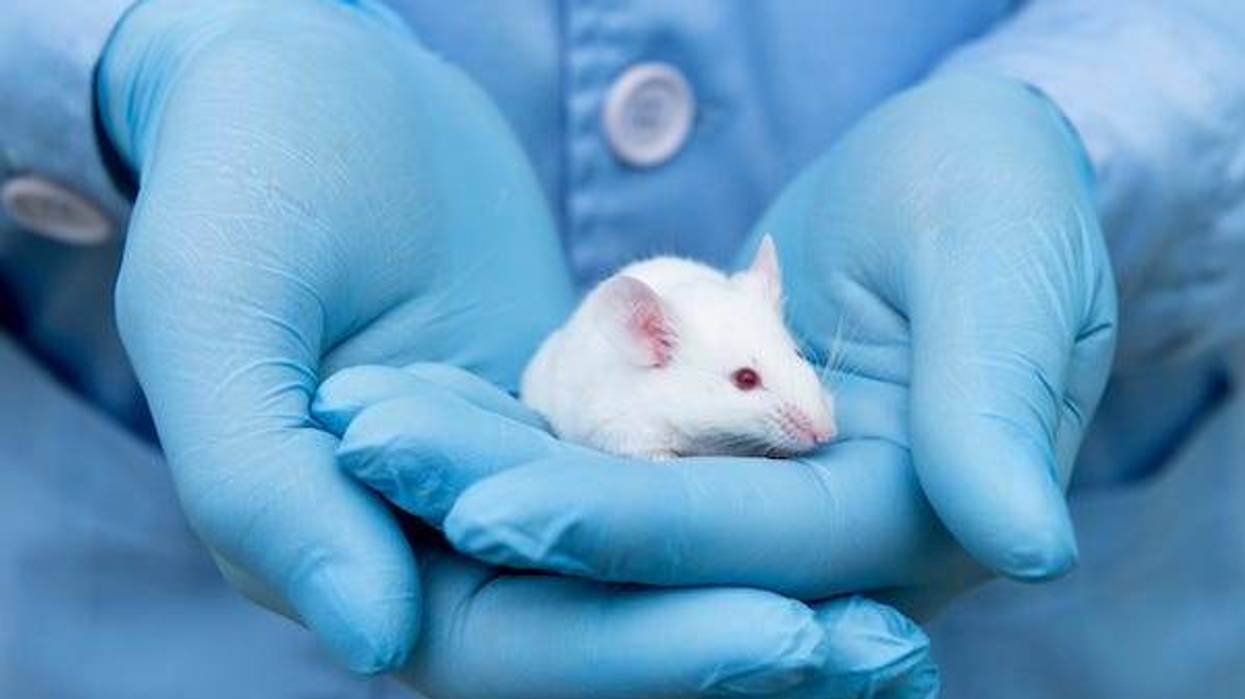 Lab technician holding mouse