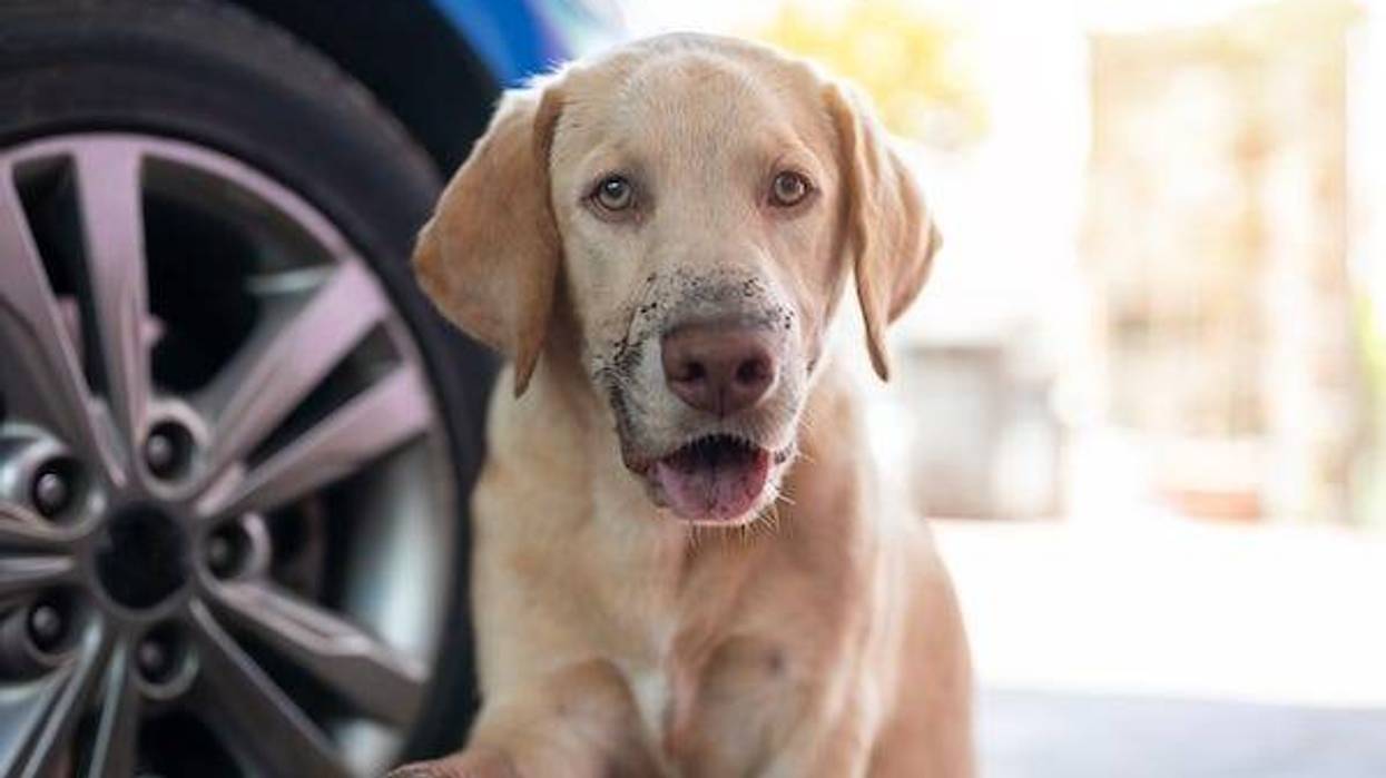 Labrador dog with dirty mouth standing in front of car