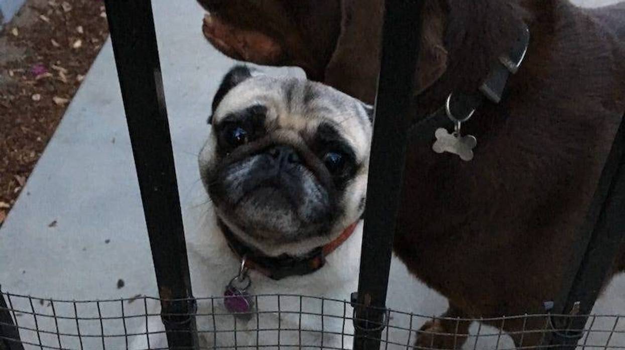 labrador, pug, dogs, love, adopt, california, neighbor