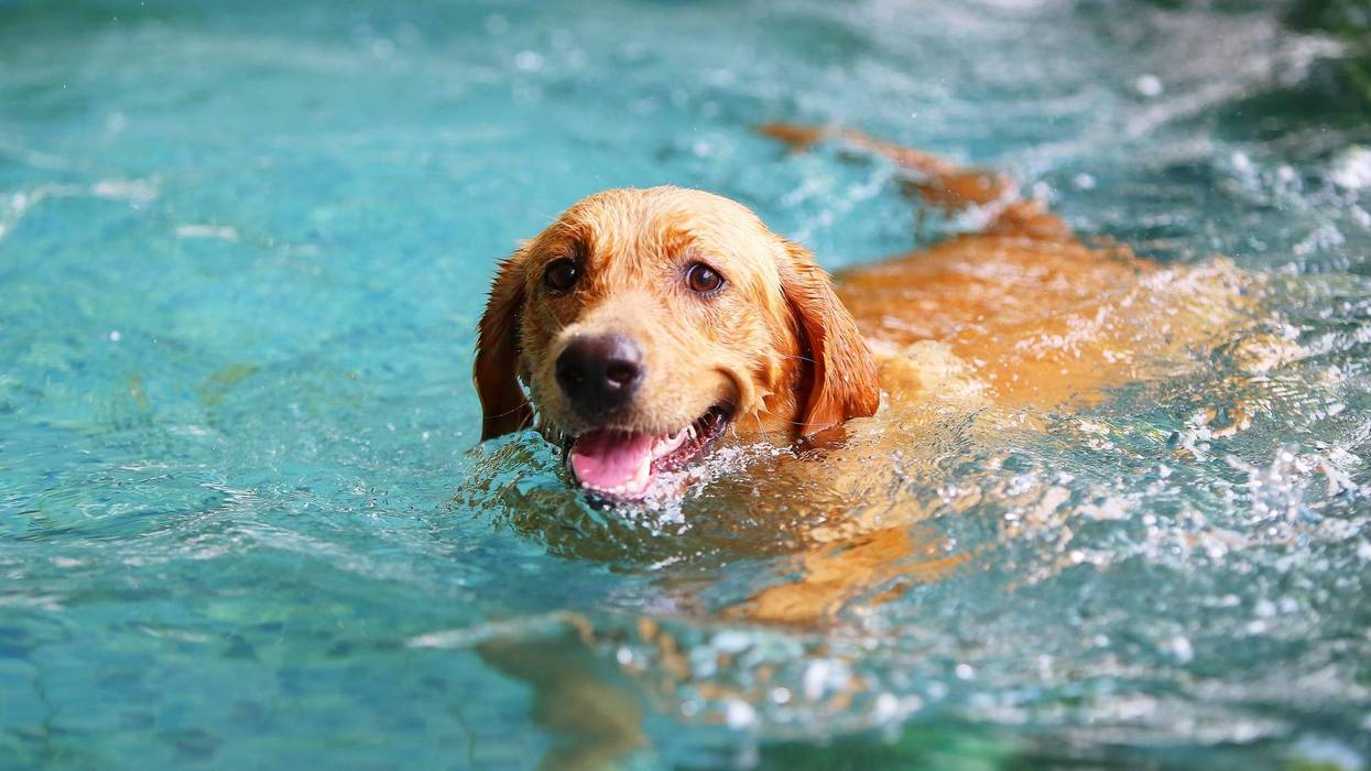 Labrador Retriever in swimming pool in summer