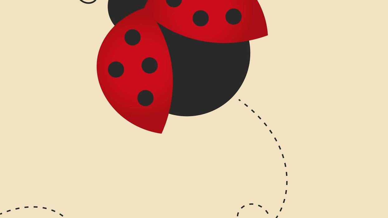 Lady Bug