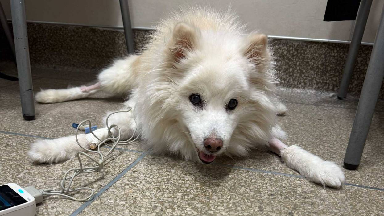 Lady the dog has a new home