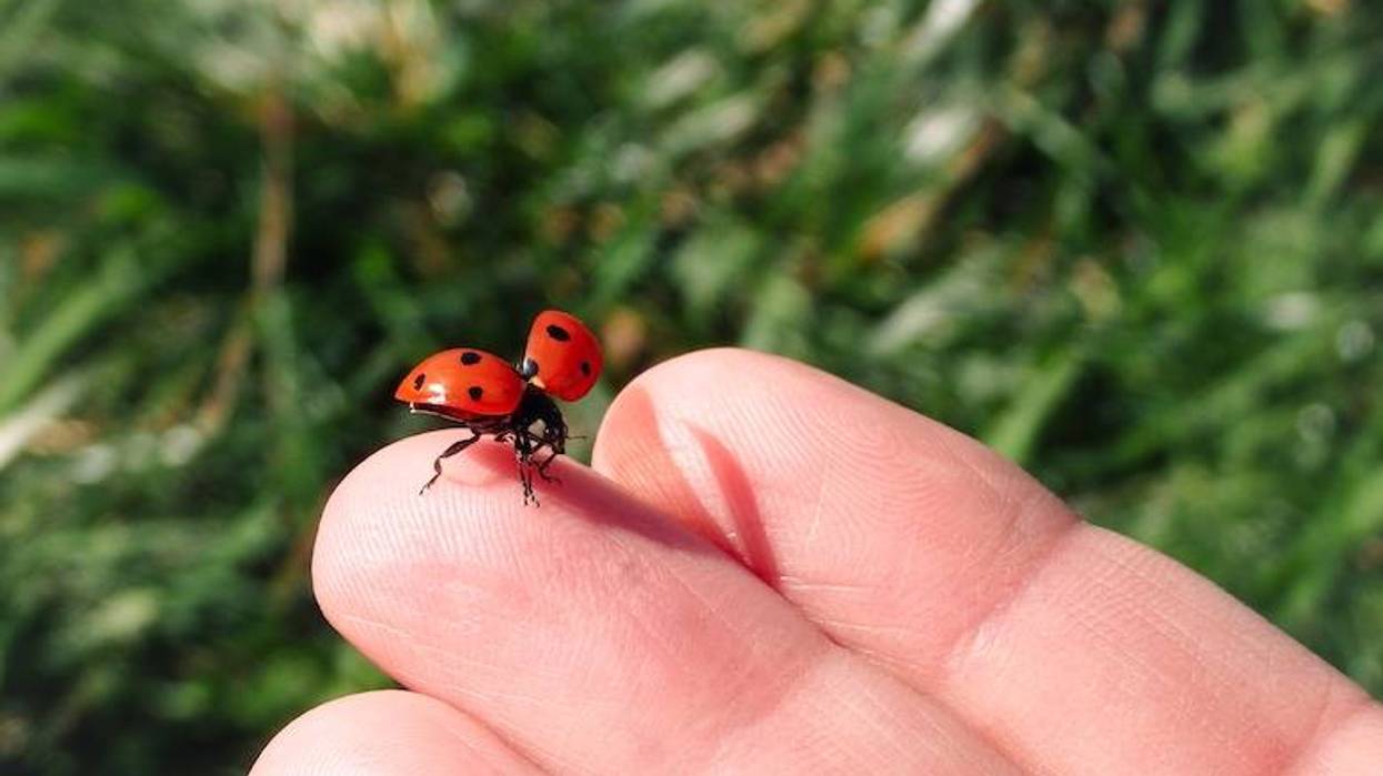 Texas softball player Hannah Wells eats ladybugs for good luck