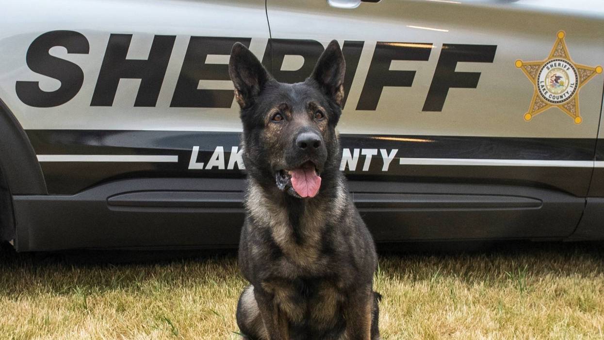 Lake County Sheriff's K9 Dax in front of a sheriff's SUV.