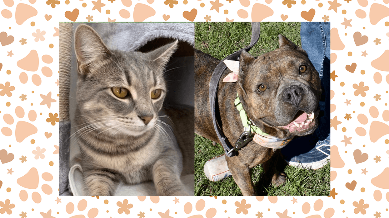 Landie the cat and Anastasia the dog