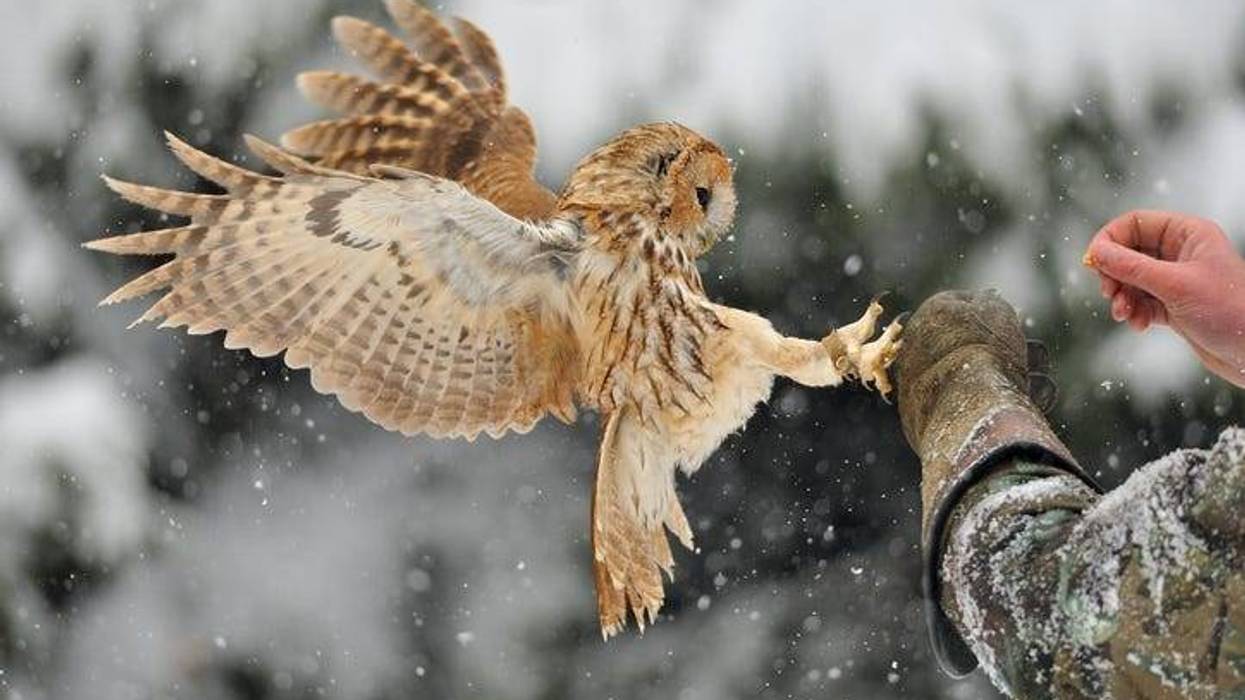 Landing tawny owl on glove