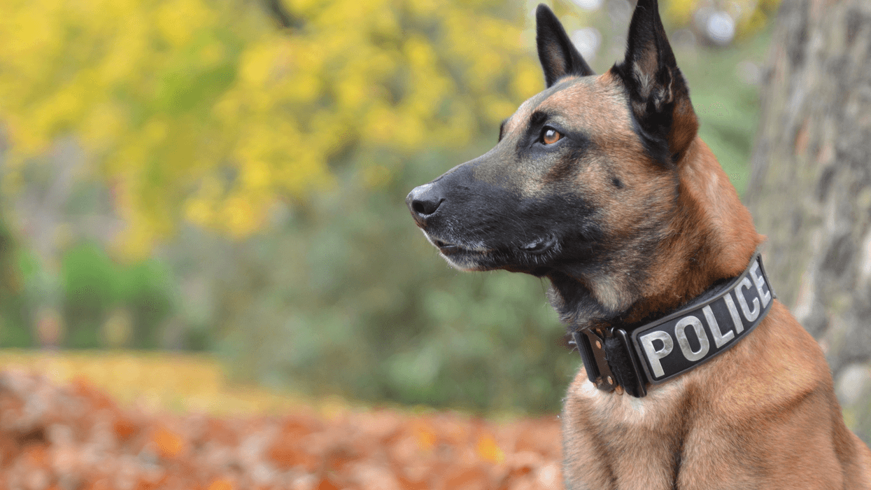 LAPD honors its K9s killed in the line of duty