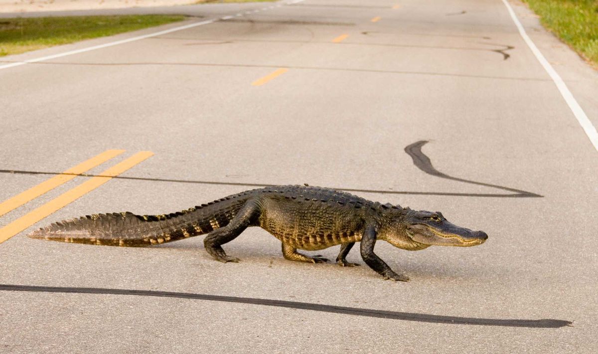Large alligator crossing the road