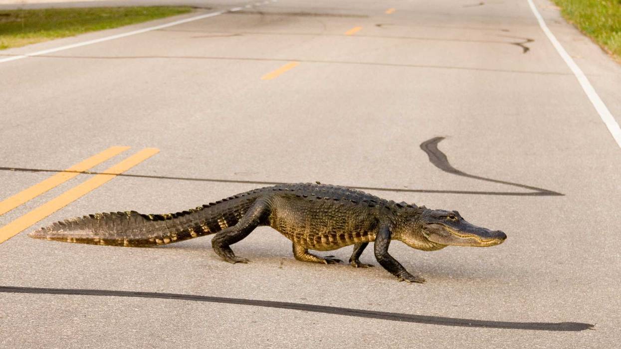 Large alligator crossing the road
