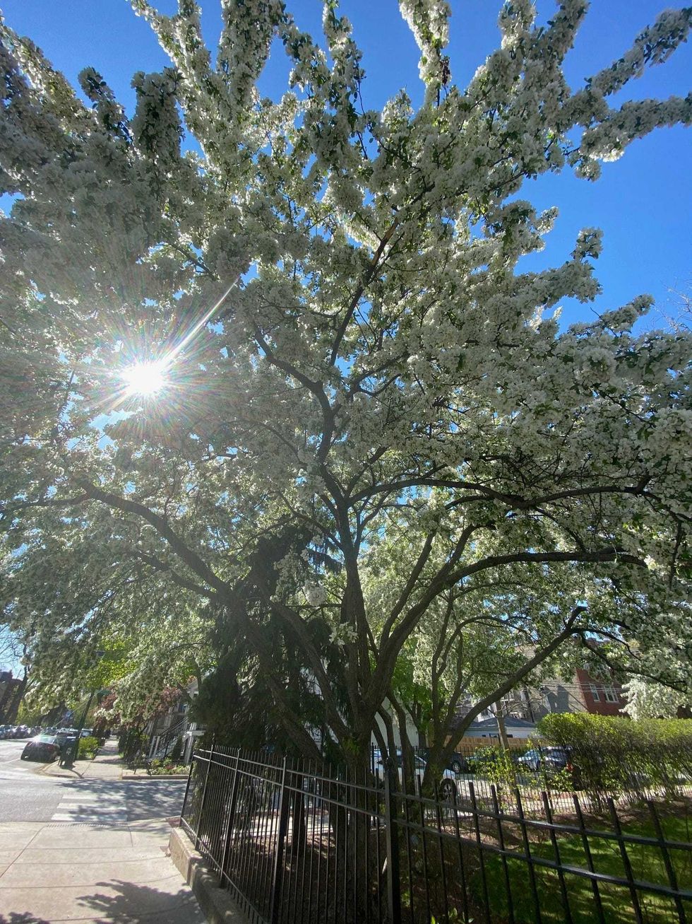 Large crabapple trees at the Roscoe Village Pencil Factory Lofts