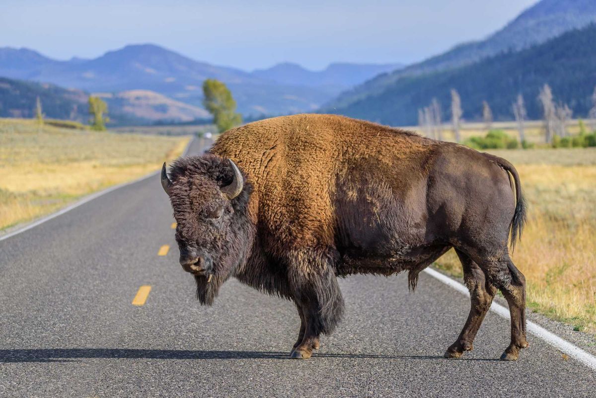 Large male bison on road
