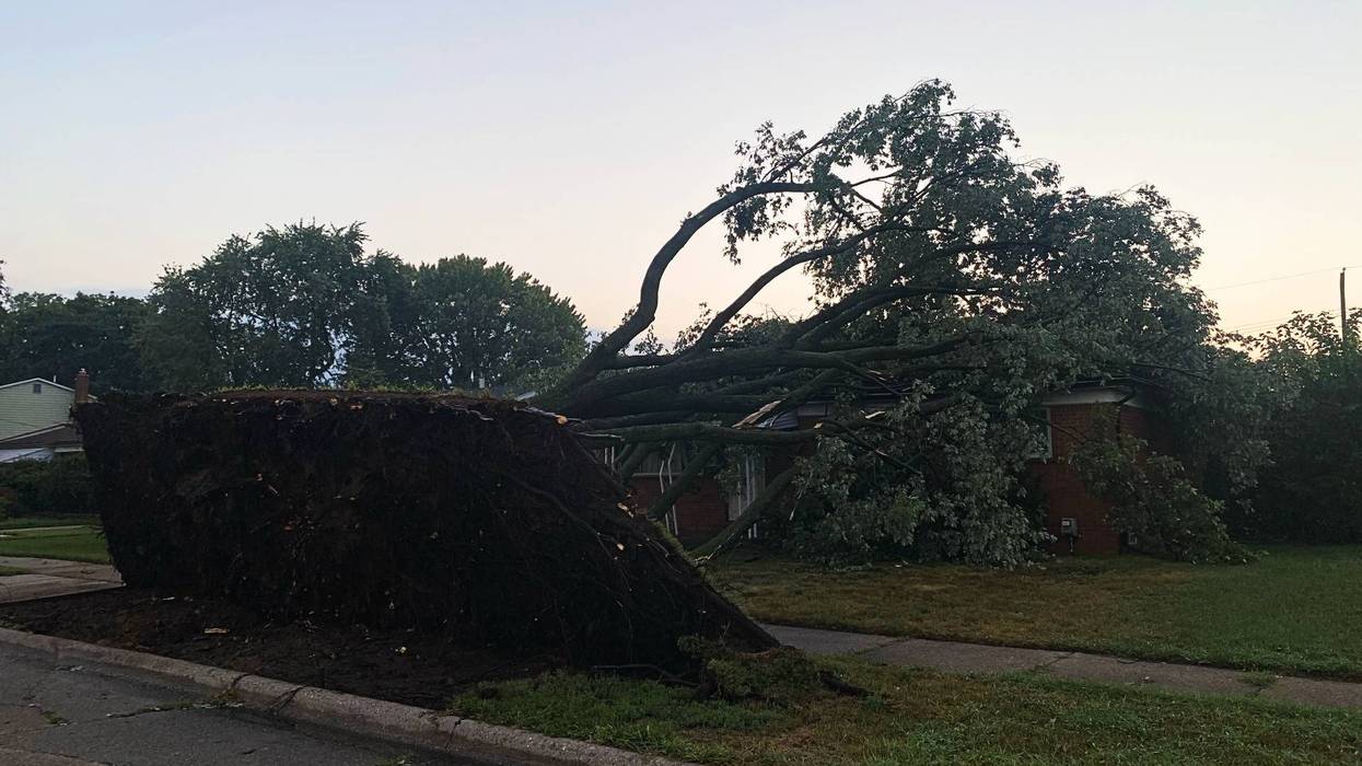 Large uprooted tree on brick house, roof damaged, roots exposed.
