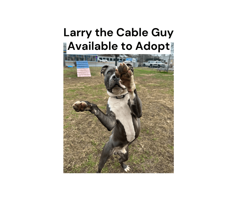Larry the Cable Guy