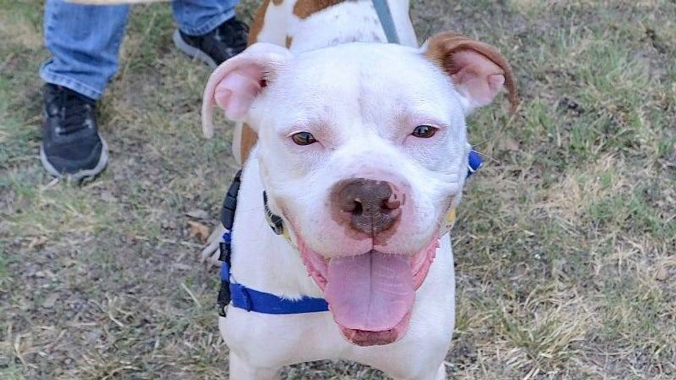Larz @ Austin Humane Society 10/12/22