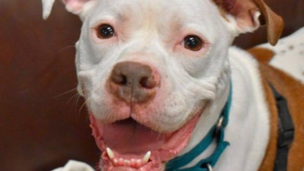 Larz @ Austin Humane Society 12/21/22