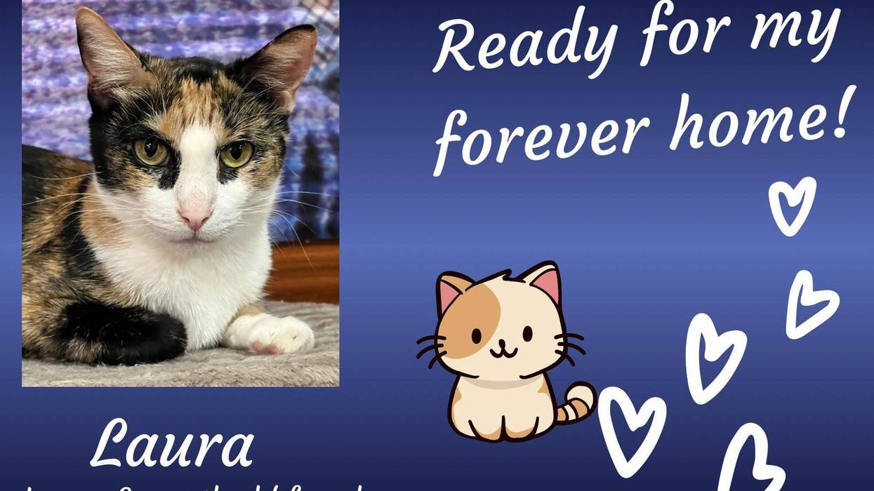 Laura, a four year old calico cat