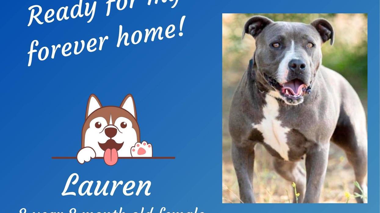 Lauren, a three year old medium mixed breed dog