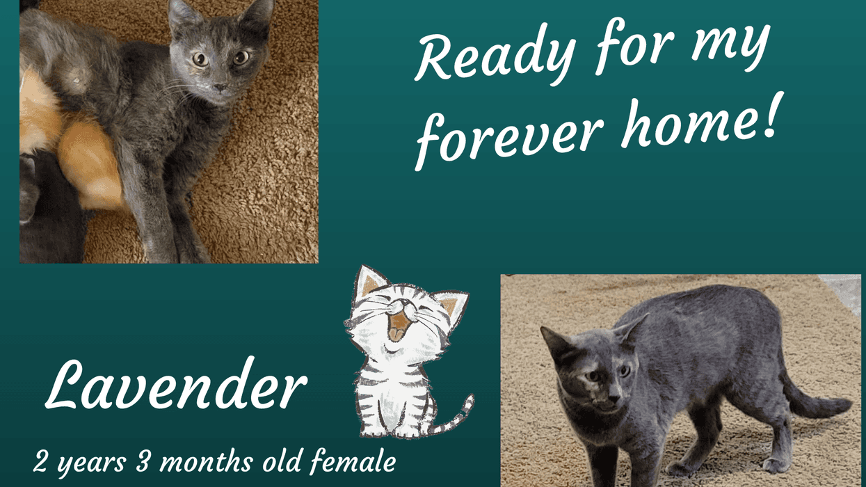 Lavender, a two month old gray cat up for adoption through ARE Animal Rescue