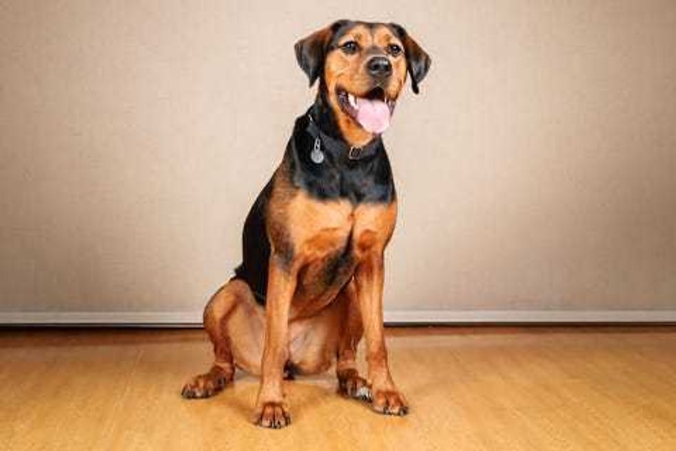 Leah, a 2-year-old, 65 pound Hound Shepherd mix, who loves people and making new human friends.