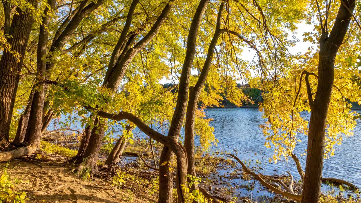 "Leaves are turning already and that's an indication of the drought and basically stress on the plants," she says.