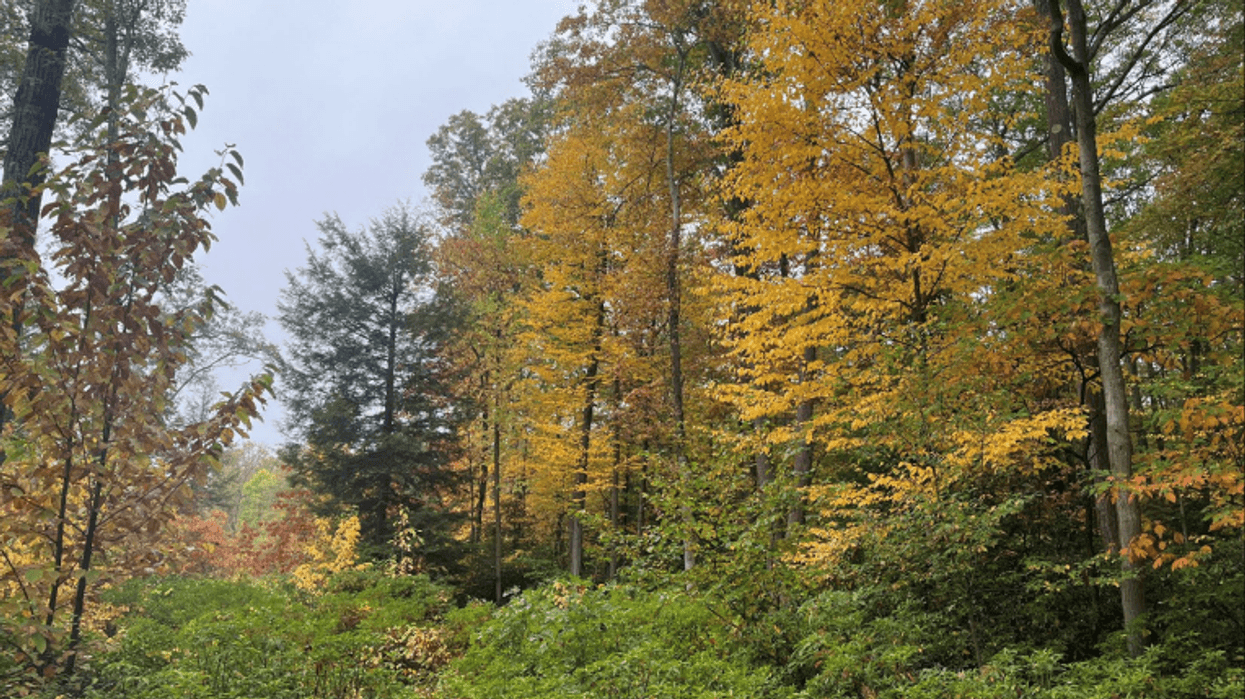 Leaves changing color at Forbes State Forest in Westmoreland County
