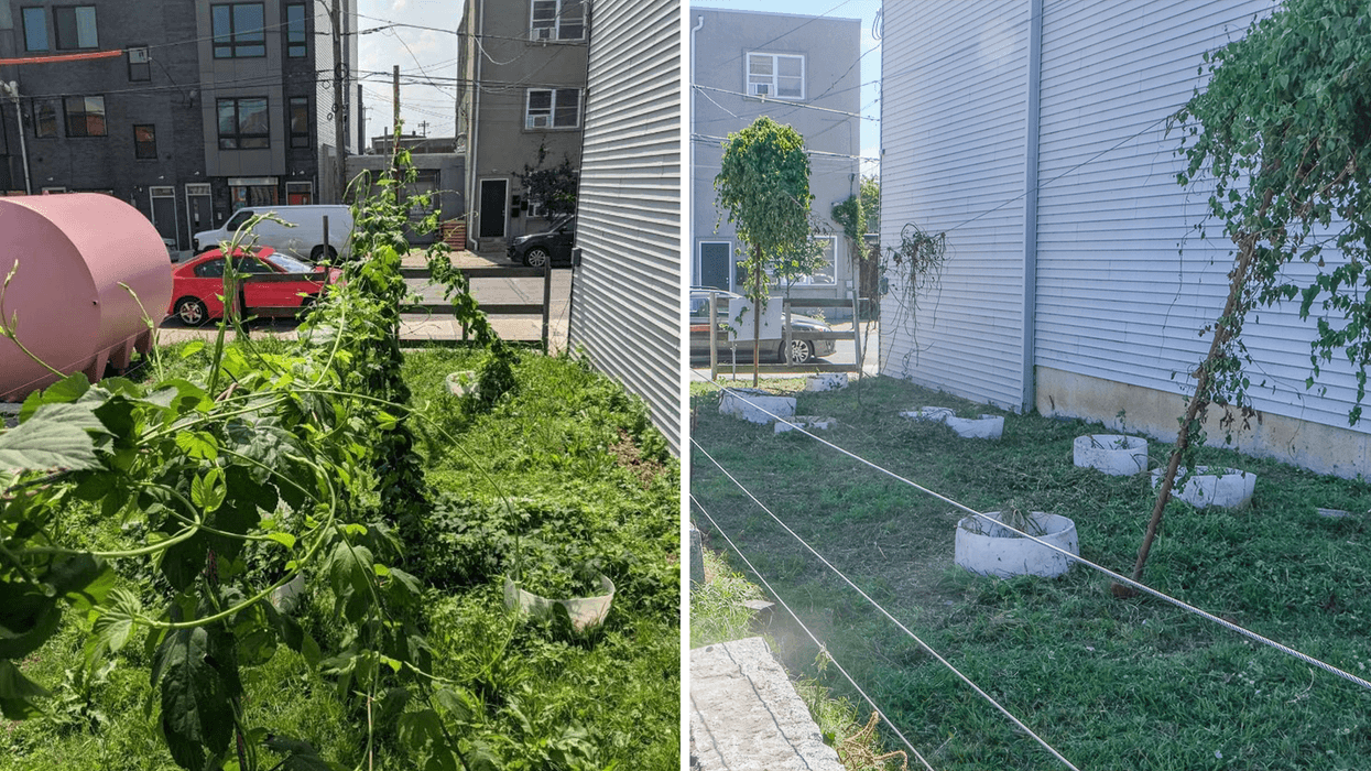 Left. A full batch of hops grown in Philadelphia Brewing Company's hop garden in East Kensington. Right: What was left after, brewery owners say, a city crew chopped the hops down Tuesday, mistaking them for weeds.