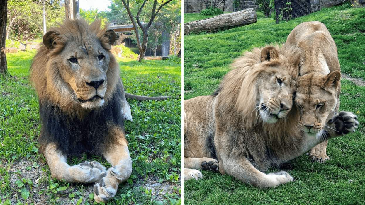 Makini, the last remaining African lion at the Philly Zoo, has died