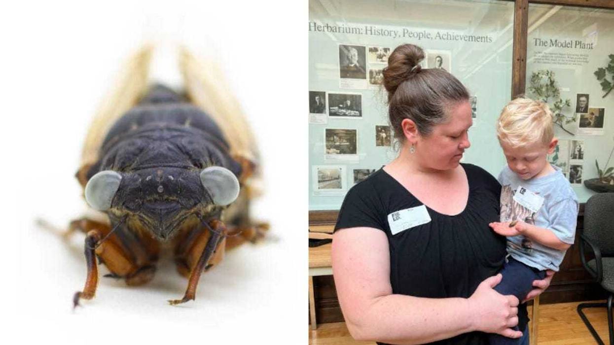 Left: The blue-eyed cicada. Right: Greta Bailey, Jack Bailey at the Field Museum to donate the blue-eyed cicada.