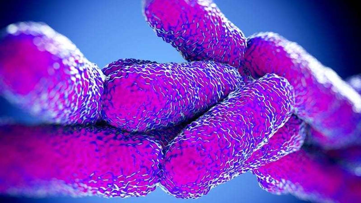 Legionella Pneumophila Bacteria, illustration work in high details