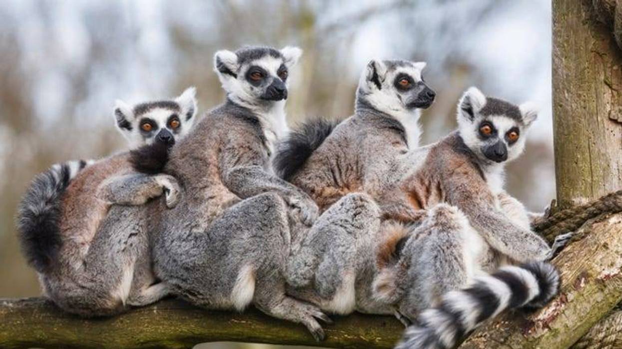 Lemurs