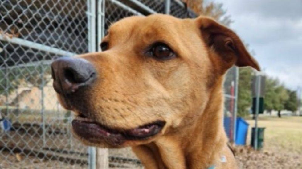 Leo @ Austin Humane Society 1/04/.23